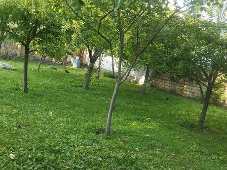 3 sot torpaq sahəsi, Qəbələ r.