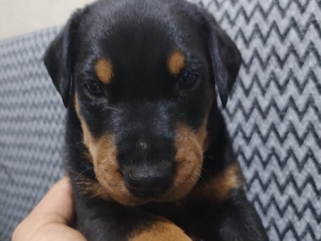 Doberman