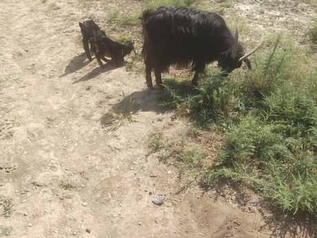 Keçilər