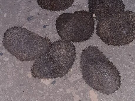 Kirpi Kirpi