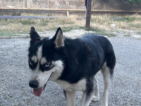 Haski