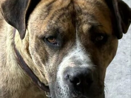 Pitbul Pitbul