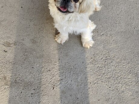 Pekines