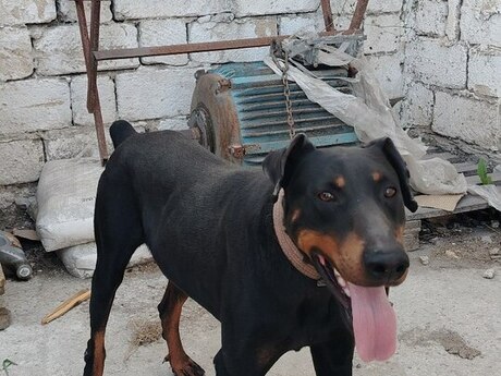 Doberman 