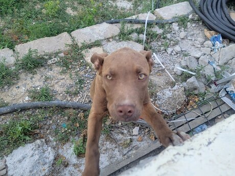 Pitbul Pitbul