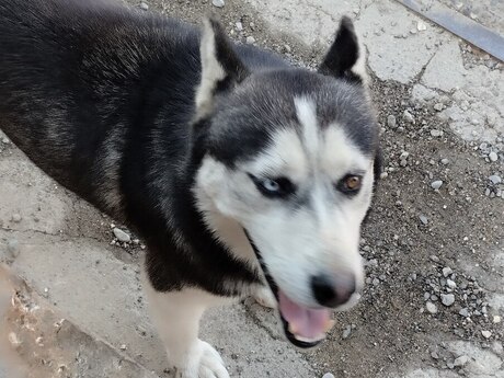 Haski