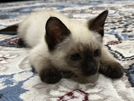 Siam pişiyi Siam pişiyi