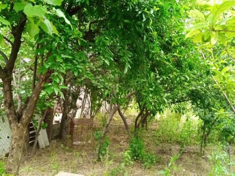 6 sot torpaq sahəsi, Yaşma bağları 6 sot torpaq sahəsi, Yaşma bağları