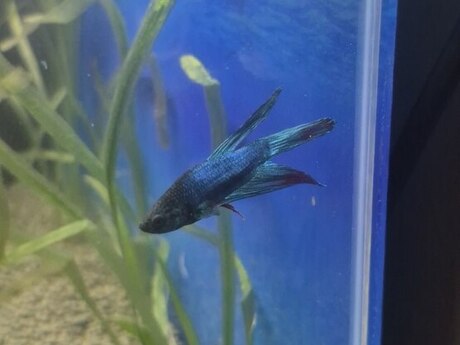 Betta Balığı + Yemi 