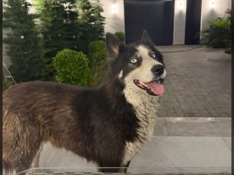 İt tapılıb 