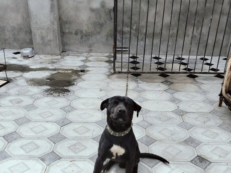 Pitbul Pitbul