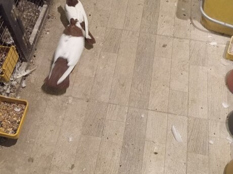 Göyərçin Göyərçin