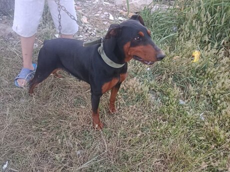 Doberman
