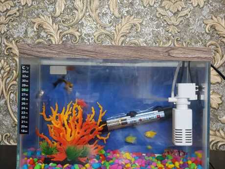 Akvarium və balıqlar Akvarium və balıqlar