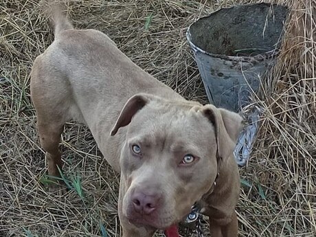 Pitbul Pitbul