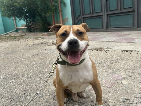 Pitbul Pitbul