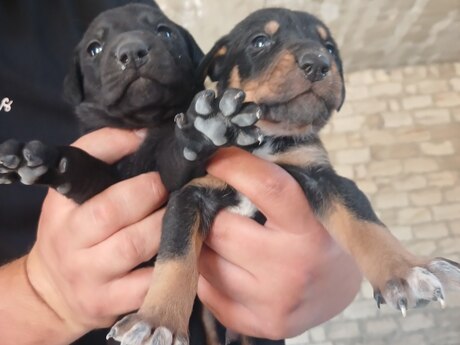 Doberman balası