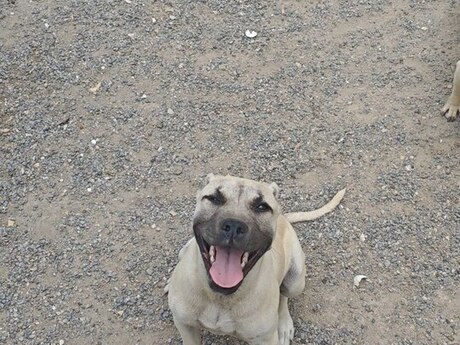 Pitbul Pitbul