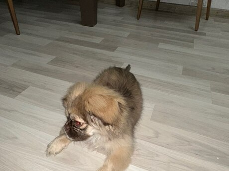 Pekines