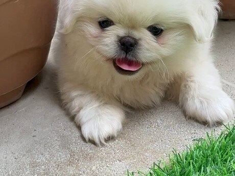 Pekines balaları
