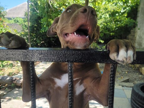 Red Nose Pitbul balası Red Nose Pitbul balası