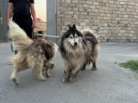 Haski 