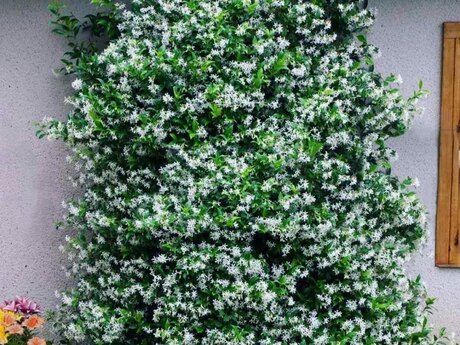 Ərəb jasmin sarmaşığı Ərəb jasmin sarmaşığı