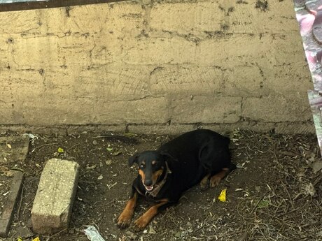 Doberman