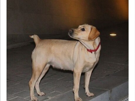 Labrador Retriver itib 