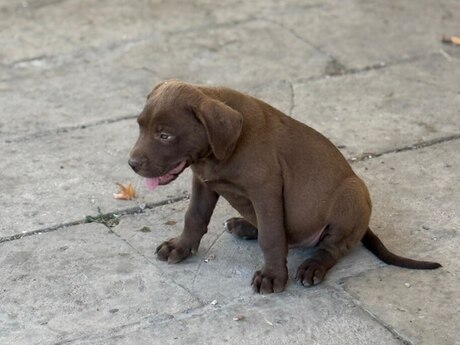 Pitbul Pitbul