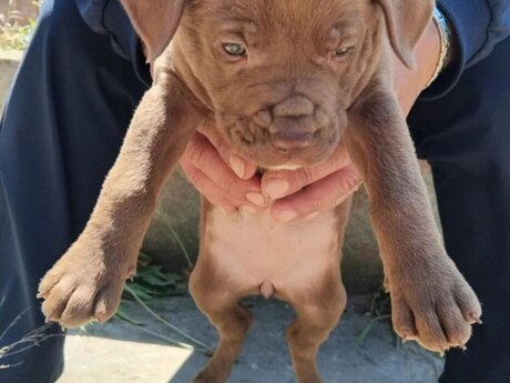 Pitbul Pitbul