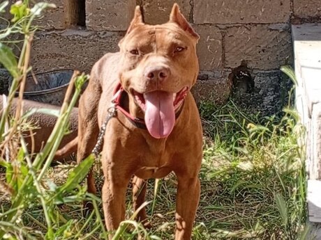 Pitbul Pitbul