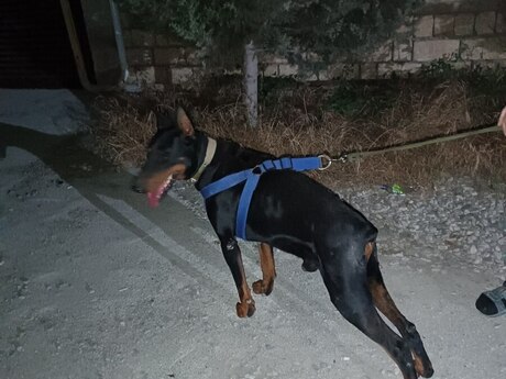 Doberman