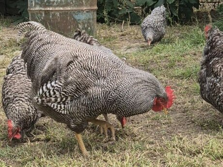Barred Rock Xarkov toyuqları