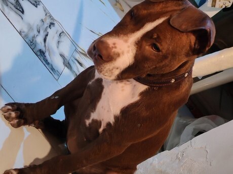 Pitbul Pitbul
