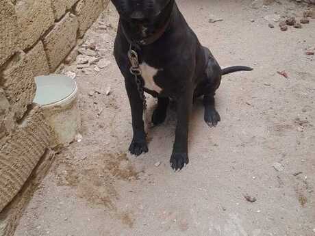 Pitbul Pitbul