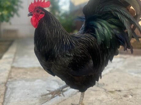 Avstralorp yumurtası Avstralorp yumurtası