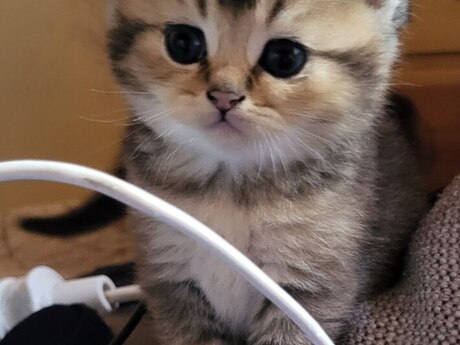 Бляк Голден Шиншилла 