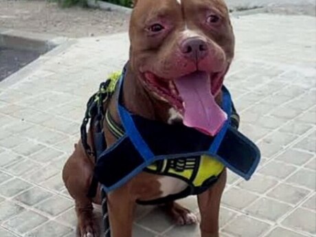 Pitbul Pitbul