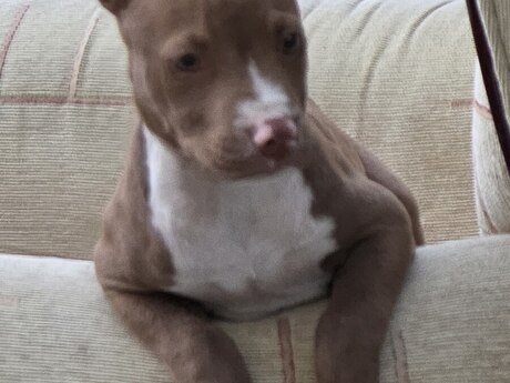 Pitbul Pitbul