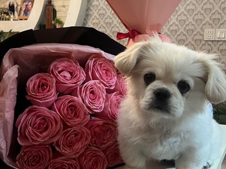 Pekines balası