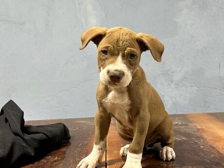 Pitbul Pitbul