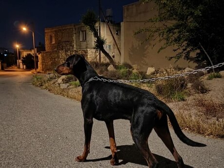 Doberman