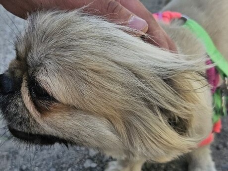 Pekines 