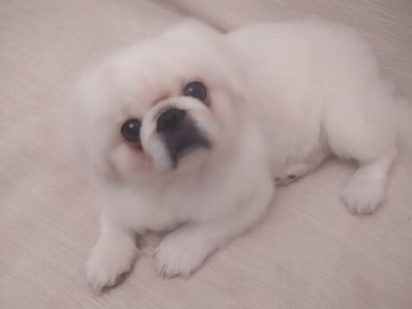 Pekines (Cütləşdirmək üçün)