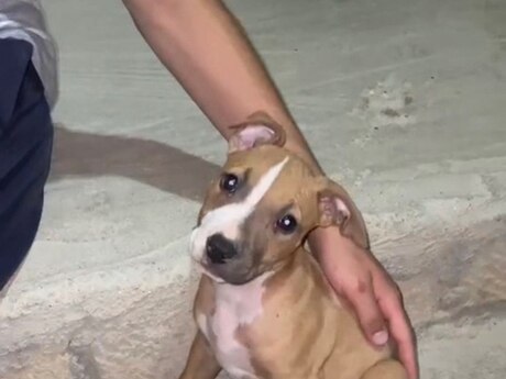 Pitbul Pitbul