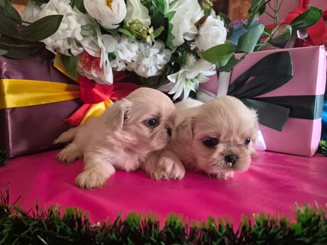 Pekines 