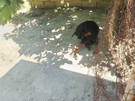 Doberman