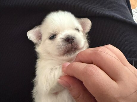 Pekines balası
