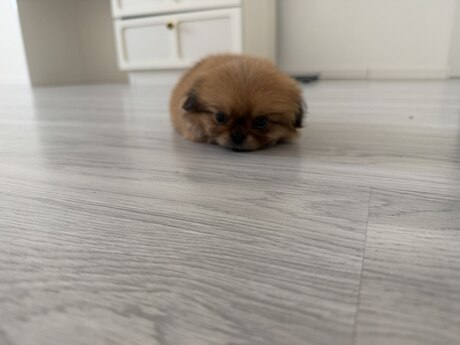 Pekines balası